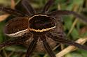 Dolomedes_fimbriatus_D5090_Z_89_Canal du Nivernais_Frankrijk